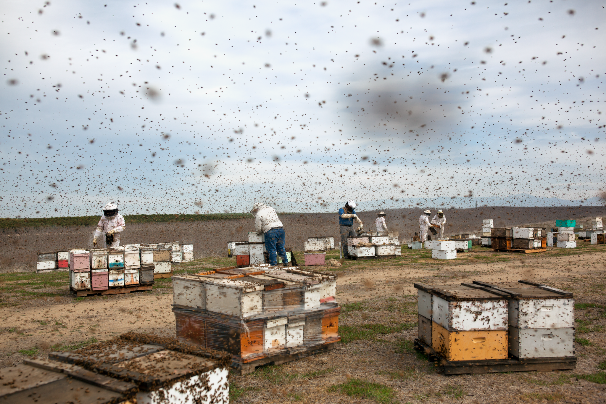 Commercial Bee Yard