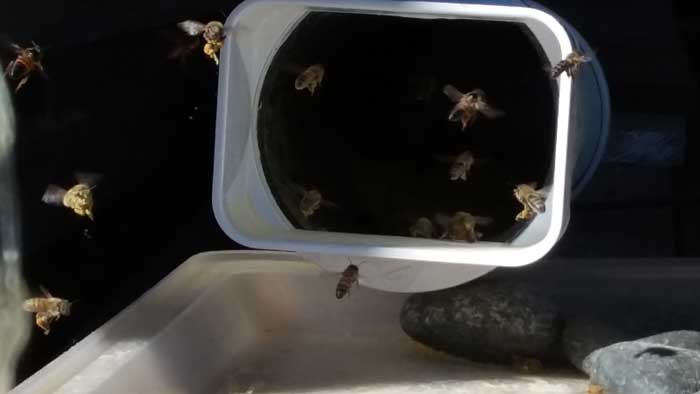 Honey Bee Protein Feeder