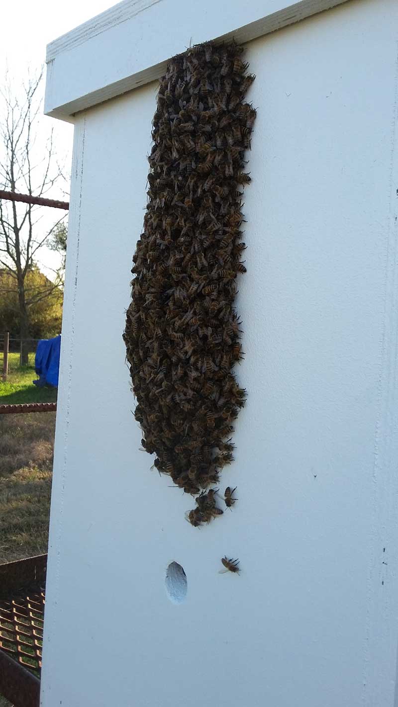 Bee Swarm on Front of Trap