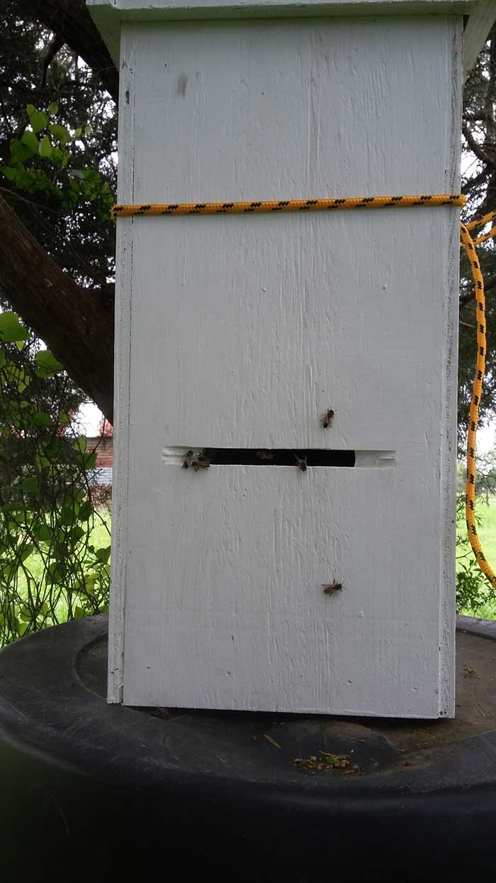 Feral bees new home