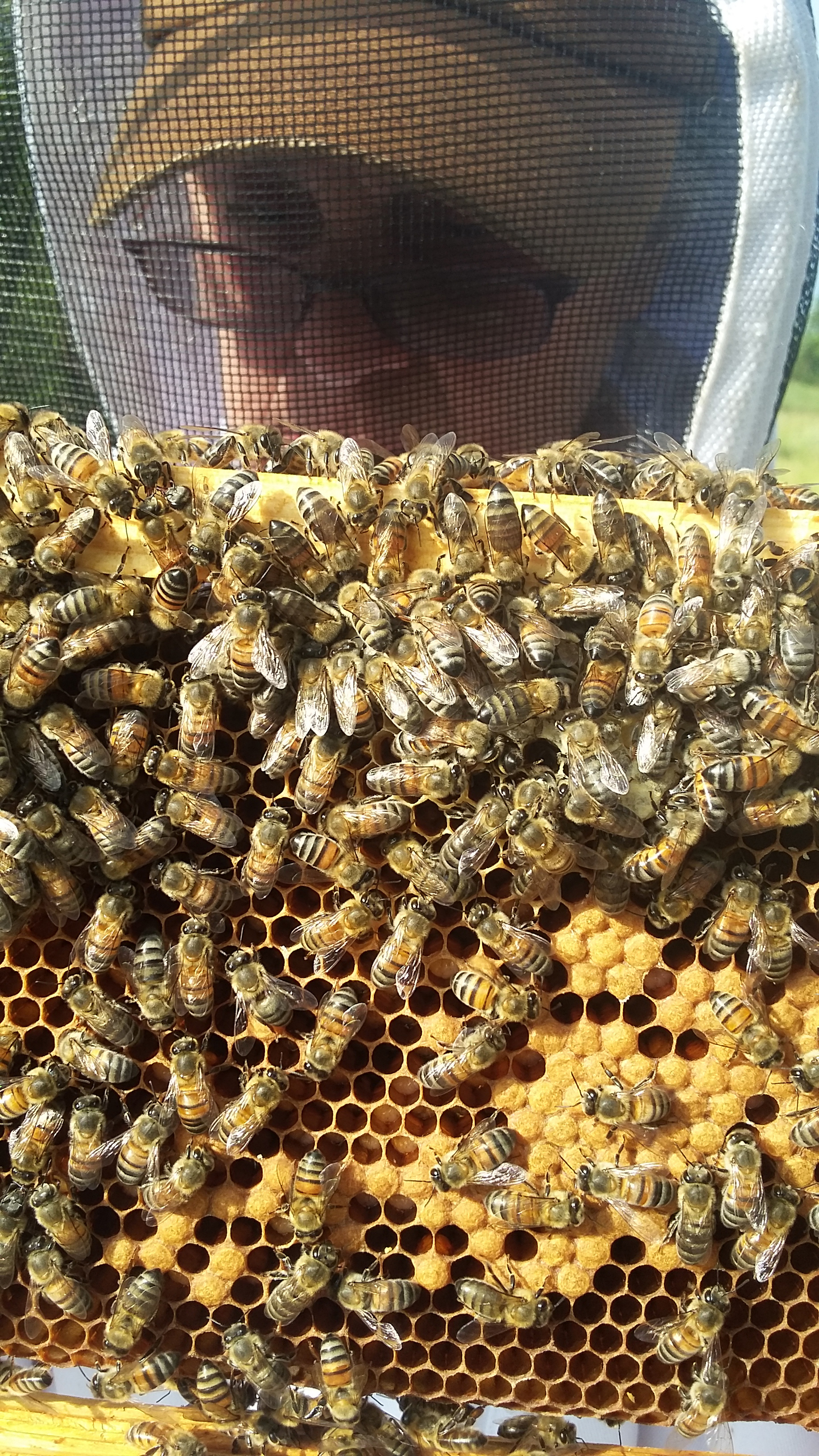 Beekeeper Inspecting Frame