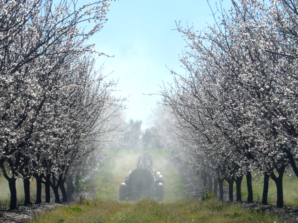 Fungicide Spraying in Almonds